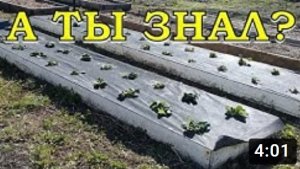 КЛУБНИКА: первые шаги весной???