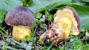 Моховик бархатный (Xerocomellus pruinatus)