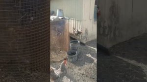 Как нужно кормить диких кабанов.