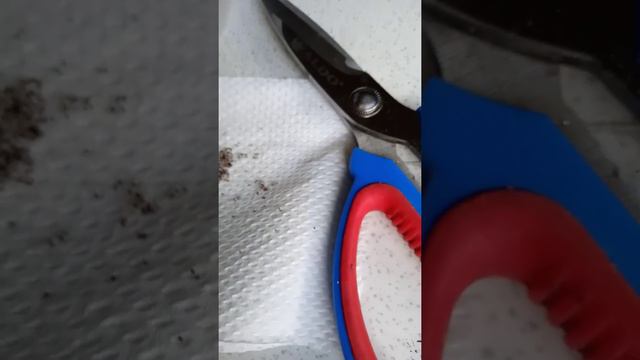 Panen buah episcia silangan yang ke 122 смотреть онлайн