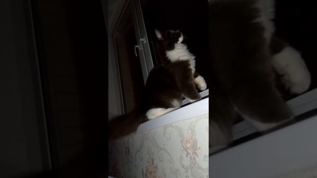 Мейн кун. Ночной охотник. Молодой котик, котенок 7 месяцев смотреть онлайн