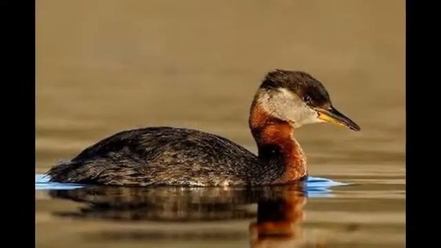 Пернатые друзья смотреть онлайн