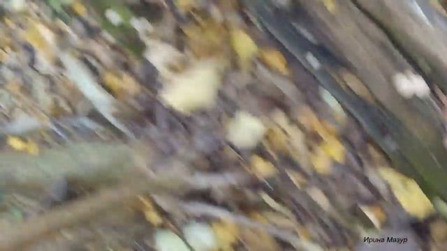 Грибы Дождевики. Полезные и лечебные свойства гриба.Mushroom Raincoat. смотреть онлайн