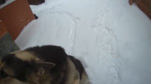 Жизнь Восточно Европейской Овчарки