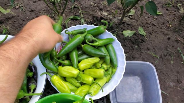 Срезаю острые перцы для маринования с первой волны плодоношения. смотреть онлайн