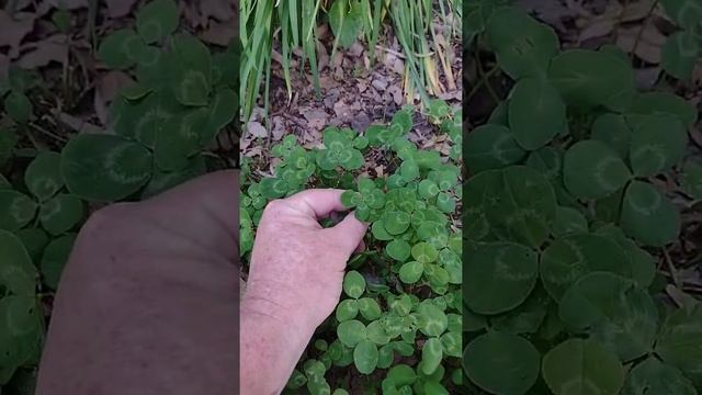 Four Leaf Clover Tutorial.