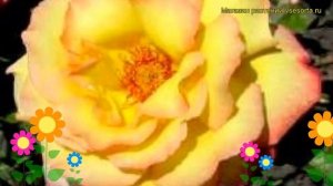 Роза чайно-гибридная Пер Гюнт. Краткий обзор, описание характеристик, где купить саженцы Peer Gynt