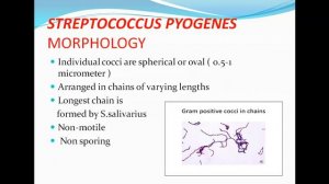 Streptococcus