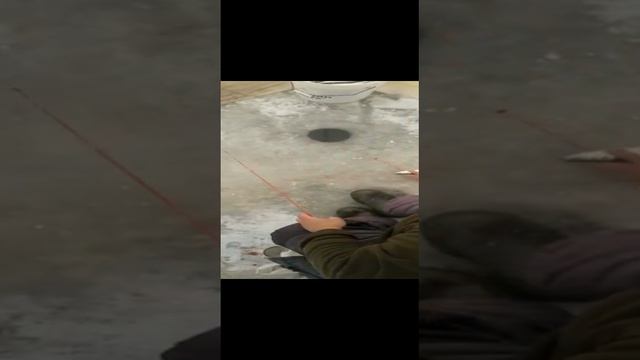 Тавричанка отличный клев | селедка на самодур | Зимняя рыбалка в Приморье
