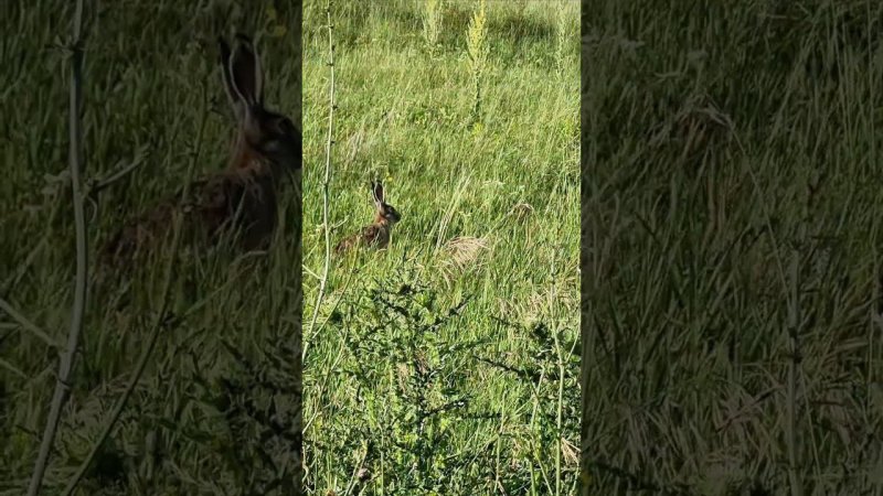 Ошалевший Заяц людей не видел...