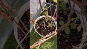 Как вырастить физалис дома 🏘