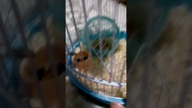 Шар для моего джунгарского хомяка. Какой наполнитель лучше смотреть онлайн