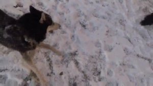 ты так прекрасна моя любовь