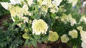 Гортензия Геркулес и Ванила Фрайз