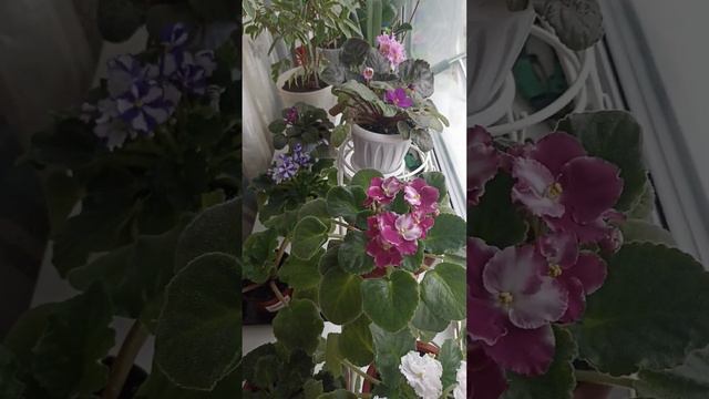 На моем подоконнике 2я часть. Короткий ролик. 🌺🌺🌺🪴🌿 смотреть онлайн