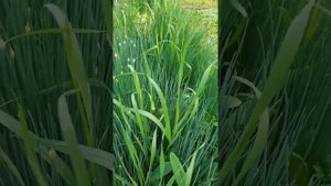 лук шнитт или резанец заготовка на зиму