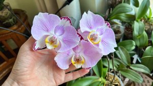 Гниль на листьях… ВСЁ ПРОПАЛО?!♀️