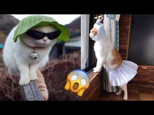 Сборник приколов с животными | Смеялся пол часа #4