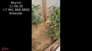 Якутск - помидоры, перцы, баклажаны растут как на юге. Благодаря эмэко, навозу и помёту.