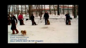 Померанский шпиц дрессировка на площадке