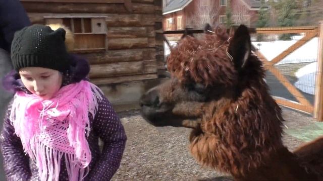 ПЛЮШЕВЫЕ ЖИВОТНЫЕ - АЛЬПАКИ