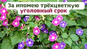 За Ипомею трёхцветную - уголовный срок.?