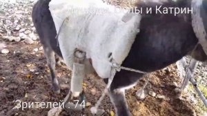 ОБУЧЕНИЕ ОСЛА МАРКО  || HORSES donkeys & KATRIN Super life