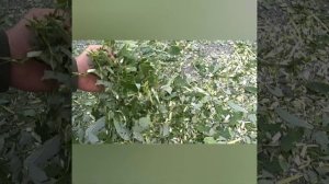 Садовый измельчитель 2в1 своими руками...