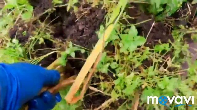 ДЕЛА ОГОРОДНЫЕ. Уральский чеснок. Правила посадки и урожай