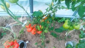 Мой эксперимент  Малиновая империя F2.