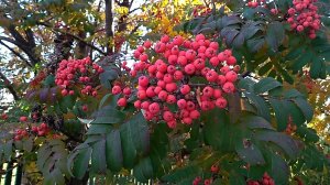 Необыкновенная рябина обыкновенная