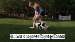 ?факты о породе бордер колли?