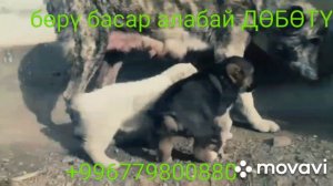 Кыргызский волкодав. кыргыз бөрү басар ДӨБӨТҮН кучуктору сатыкка чыкты.
