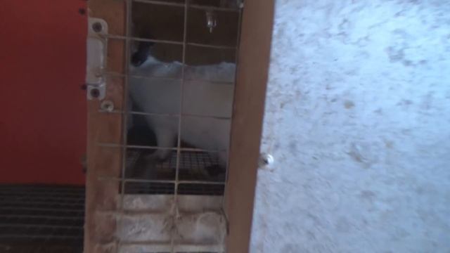 Итоги 2017. Про сено, корм, клетки. Чешский доминант. смотреть онлайн