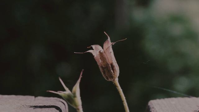 Canon 24-70mm F/4L Test Footage/ Testvideo [Full HD Video]