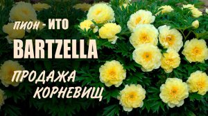 Пион ИТО Бартзелла (Bartzella). Продажа корневищ