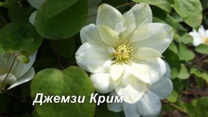 Клематисы, рожденные в СССР. Лесная Опера ( Lesnaja Opera)
