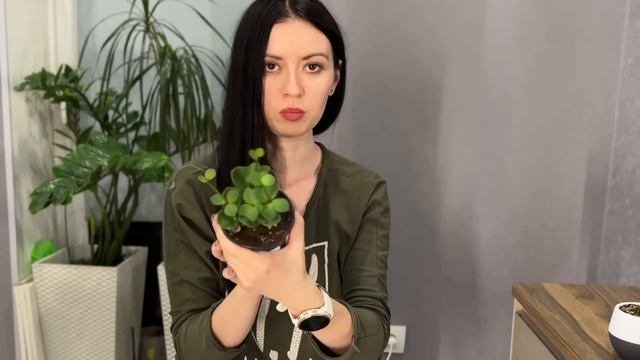 НОВЫЕ РАСТЕНИЯ, ЧТО НЕ ТАК С ЛЕЧУЗОЙ, ПЕРЕСАДКА КОМНАТНЫХ РАСТЕНИЙ