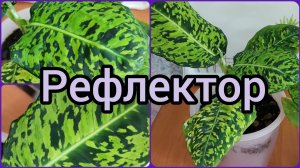 #Диффенбахия Рефлектор?О совместных посадках?Наблюдения, выводы, исправление? #цветы #растения
