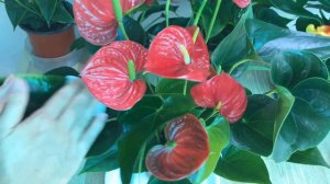 Just 1 Cup! Anthurium Will Produce Many Flowers