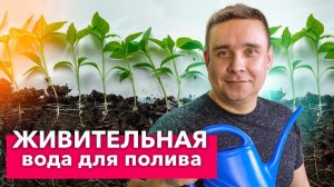 НИКОГДА НЕ ВЫЛИВАЮ ЭТУ ВОДУ! Популярная подкормка из Азии, которая оживит любое растение!