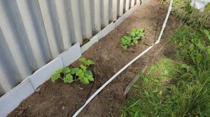 Самый худший город для арбузов, температура ночью падает до 11 градусов, похоже арбузов не будет.