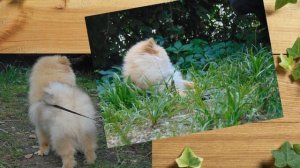 Мой шпиц Тедди