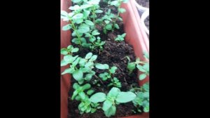 Львиный зев от а до я