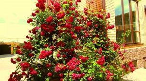 Роза плетистая – новые красавицы в мире цветов