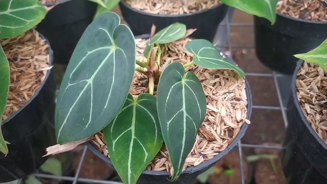 main ke kandang anthurium kuping gajah #anthurium смотреть онлайн