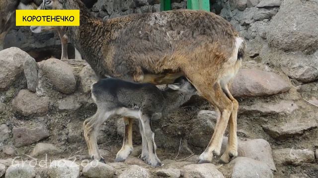Пополнение в семье муфлонов смотреть онлайн