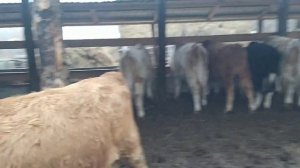 Навес для бычков. Разговор о том,о сëм. Нужен ли стрим?