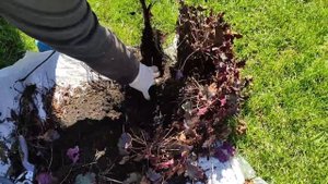 ГЕЙХЕРЫ. Деление, омоложения, пересадка.