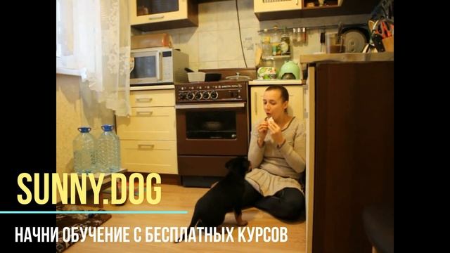 Собака - попрошайка. Как отучить попрошайничать и научить спокойно ждать. смотреть онлайн